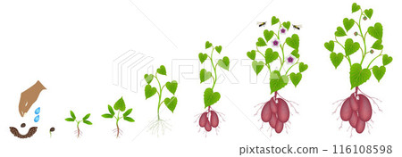 Cycle of growth of sweet potato plant on a white background. Cycle of growth of sweet potato plant on a white background. 116108598