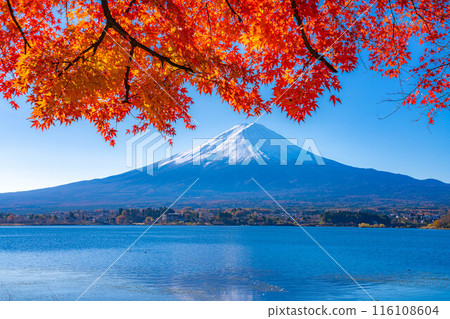 [富士山素材]秋天從河口湖看到的白雪皚皚的富士山和紅葉[山梨縣] 116108604