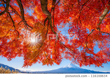 [Mt. Fuji material] Snow-capped Mt. Fuji and autumn leaves seen from Lake Kawaguchi in autumn [Yamanashi Prefecture] 116108634