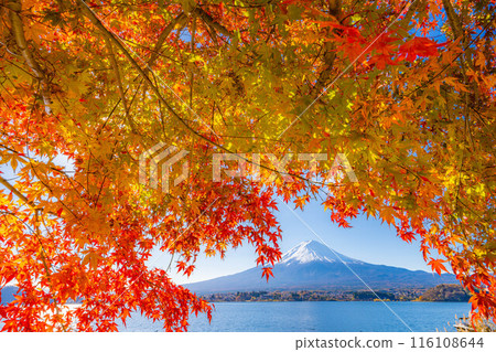 [Mt. Fuji material] Snow-capped Mt. Fuji and autumn leaves seen from Lake Kawaguchi in autumn [Yamanashi Prefecture] 116108644