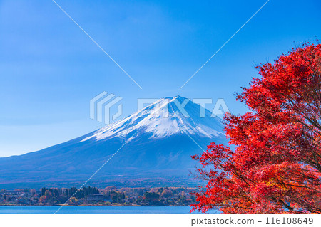 [Mt. Fuji material] Snow-capped Mt. Fuji and autumn leaves seen from Lake Kawaguchi in autumn [Yamanashi Prefecture] 116108649