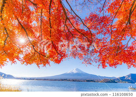 [Mt. Fuji material] Snow-capped Mt. Fuji and autumn leaves seen from Lake Kawaguchi in autumn [Yamanashi Prefecture] 116108650
