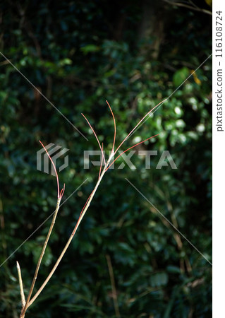 A plant with red branches and leaves A plant with red branches and leaves 116108724