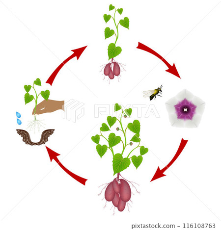 Sequence of sweet potato plant growing isolated on white. 116108763