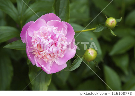 牡丹 牡丹 116108778