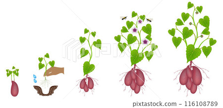 Growth cycle of sweet potato plants on a white background. Growth cycle of sweet potato plants on a white background. 116108789