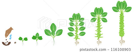 Cycle of growth of brussels sprouts plant on a white background. 116108903