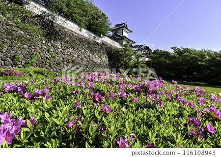 Spring at Kanazawa Castle Park when azaleas are in full bloom 116108943