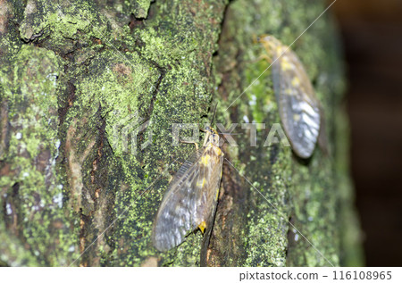 Heavitrobo 116108965