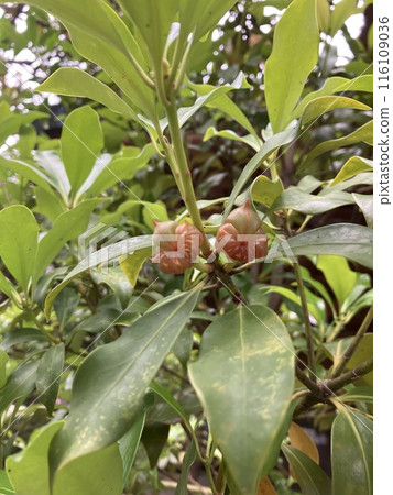 四季之美 116109036