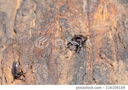 Hiratakuwagata 116109189