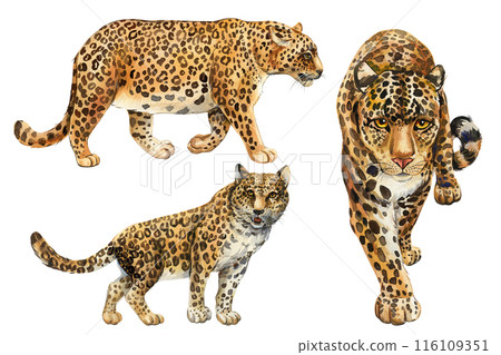 Leopard watercolor set isolated white background, realistic hand-drawn jaguar. African cute animal Wild big cat clipart 116109351