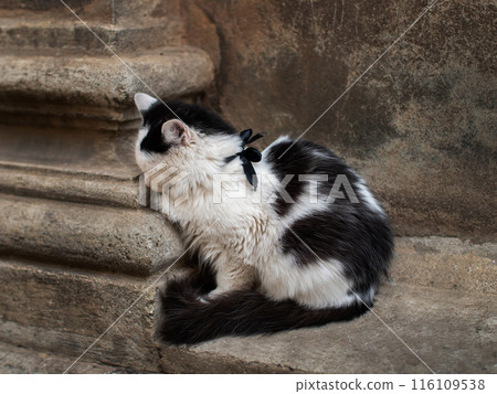 Homeless Cat Resting on Stone Step Homeless Cat Resting on Stone Step 116109538