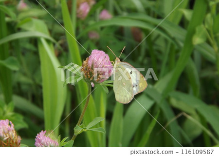 A Colias butterfly sucking nectar from red clover 116109587