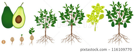 A growth cycle of a avocado plant on a white. A growth cycle of a avocado plant on a white. 116109770