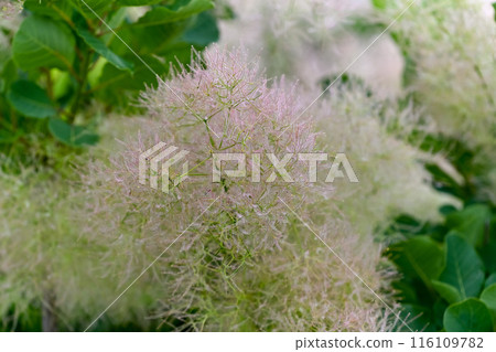 Smoke tree 116109782