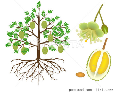 Parts of a durian tree on a white background. 116109866