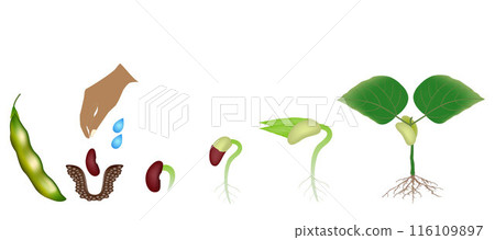 Sequence of a bean plant growing isolated on white. Sequence of a bean plant growing isolated on white. 116109897