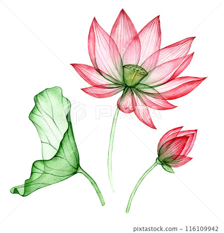 watercolor drawing, transparent lotus flower. set of lotus flowers and leaves 116109942