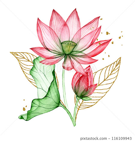 watercolor drawing, a bouquet of transparent lotus flowers with golden leaves. composition of lotus flowers and leaves 116109943