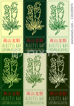 Set of vector drawing ALOITIS RAF in Chinese in various colors. Hand drawn illustration. The Latin name is DRACOCEPHALUM L Set of vector drawing ALOITIS RAF in Chinese in various colors. Hand drawn illustration. The Latin name is DRACOCEPHALUM L 116109974