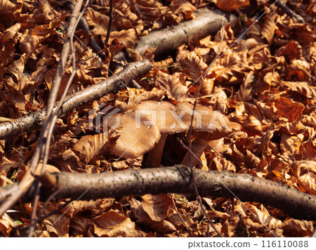 Wild Mushrooms Among Fall Leaves in Carpathian Forest Wild Mushrooms Among Fall Leaves in Carpathian Forest 116110088
