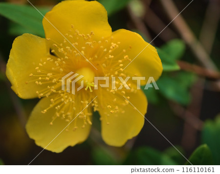 The cute yellow "Hypericum patulum" that bloomed in June. The cute yellow "Hypericum patulum" that bloomed in June. 116110161