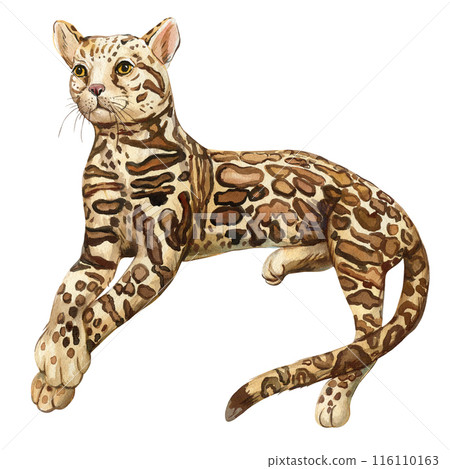 Serval isolated on a white background, Wild cat watercolor painting, Cute cat kitten. Ocelot watercolor wild animal 116110163