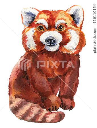 Red panda watercolor, cute animal isolated on a white background. The cat bear is drawn, Fluffy red panda illustration. 116110164