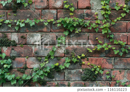 Green ivy growing on an old brick wall 116110223