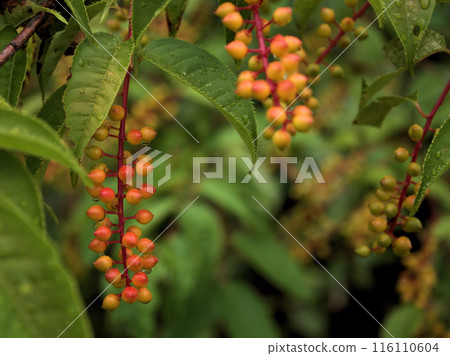 Orange-colored fruit of the Japanese cherry blossoms that swell in June 116110604