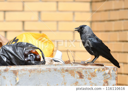 Jackdaw sits on the edge of a garbage container Jackdaw sits on the edge of a garbage container 116110616