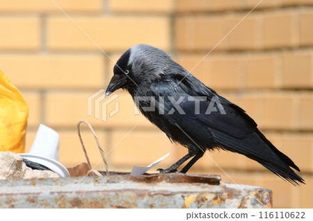 Jackdaw sits on the edge of a garbage container Jackdaw sits on the edge of a garbage container 116110622