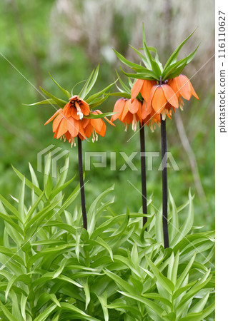 Fritillaria Imperialis rubra Maxima - bulbous flower blooming in early spring Fritillaria Imperialis rubra Maxima - bulbous flower blooming in early spring 116110627