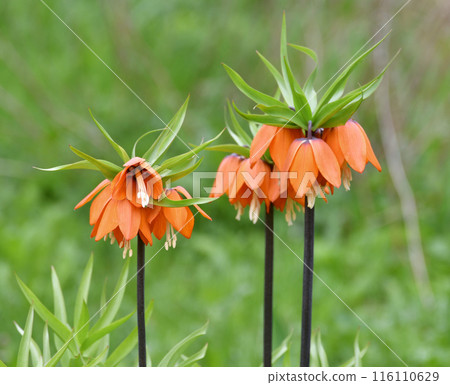 Fritillaria Imperialis rubra Maxima - bulbous flower blooming in early spring Fritillaria Imperialis rubra Maxima - bulbous flower blooming in early spring 116110629