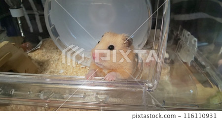 金熊倉鼠向外看 116110931