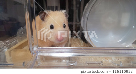 金熊倉鼠向外看 116110932