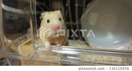 Kinkuma hamster looking out Kinkuma hamster looking out 116110938
