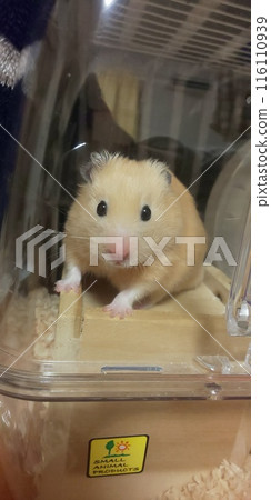 Kinkuma hamster looking out 116110939