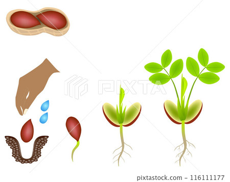 Sequence of a peanut plant growing isolated on white. Sequence of a peanut plant growing isolated on white. 116111177