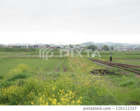 Landscape with rape blossoms 116111337