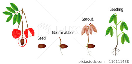 Sequence of a lychee plant growing isolated on white. Sequence of a lychee plant growing isolated on white. 116111488