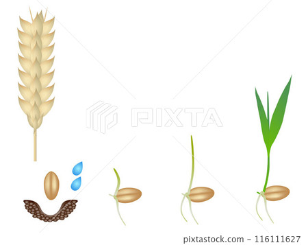 Sequence of a wheat plant growing isolated on white. 116111627