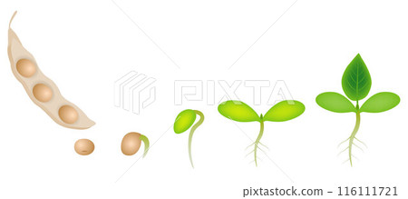 Sequence of a soybean plant growing isolated on white. Sequence of a soybean plant growing isolated on white. 116111721