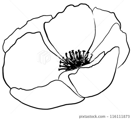 Hand drawn wildflower, black outlines poppy flower isolated illustration, wedding stationery Hand drawn wildflower, black outlines poppy flower isolated illustration, wedding stationery 116111873