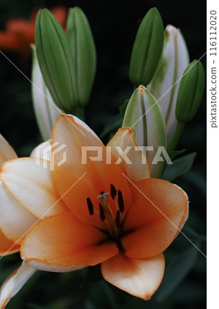 Contrast of orange flowers and green buds 116112020