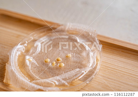 青椒種子水耕栽培 青椒種子水耕栽培 116112287