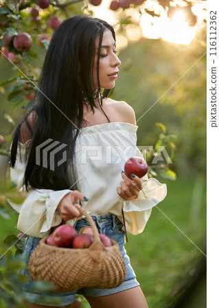 Stunning woman in lovely white blouse holding ripe apple in village garden. Side view of calm pretty lady with dark hair, walking, carrying apples in basket at warm sunny day. Gardening concept. 116112362