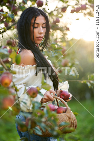 Sexy female gardener in white shoulderless blouse posing with apples in garden. View from shoulder of gorgeous girl holding basket with apples, against sunlit background. Harvest, beauty concept. 116112419