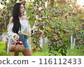 Pensive female gardener wearing shoulderless blouse picking apples in garden. Side view of long-haired lady with wicker basket working in orchard in sunlight. Harvest, gardening, organic food concept. 116112433